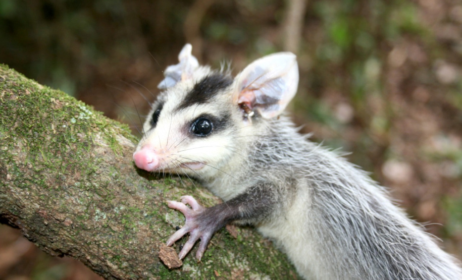 Sedest cria campanha em redes sociais para proteger a fauna silvestre  -  Curitiba, 24/09/2021  -  Foto: IAT