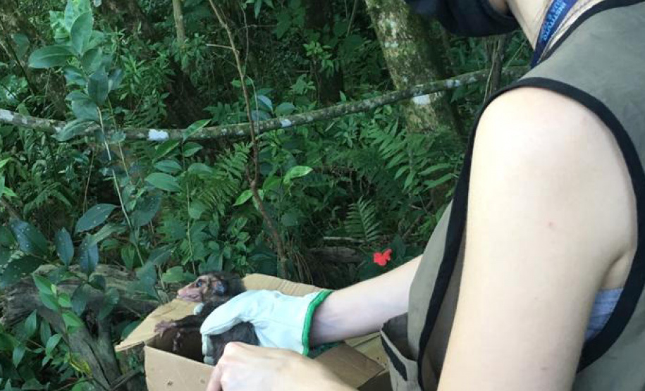 Sedest cria campanha em redes sociais para proteger a fauna silvestre  -  Curitiba, 24/09/2021  -  Foto: IAT