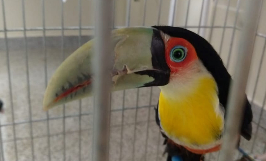 Sedest cria campanha em redes sociais para proteger a fauna silvestre  -  Curitiba, 24/09/2021  -  Foto: IAT