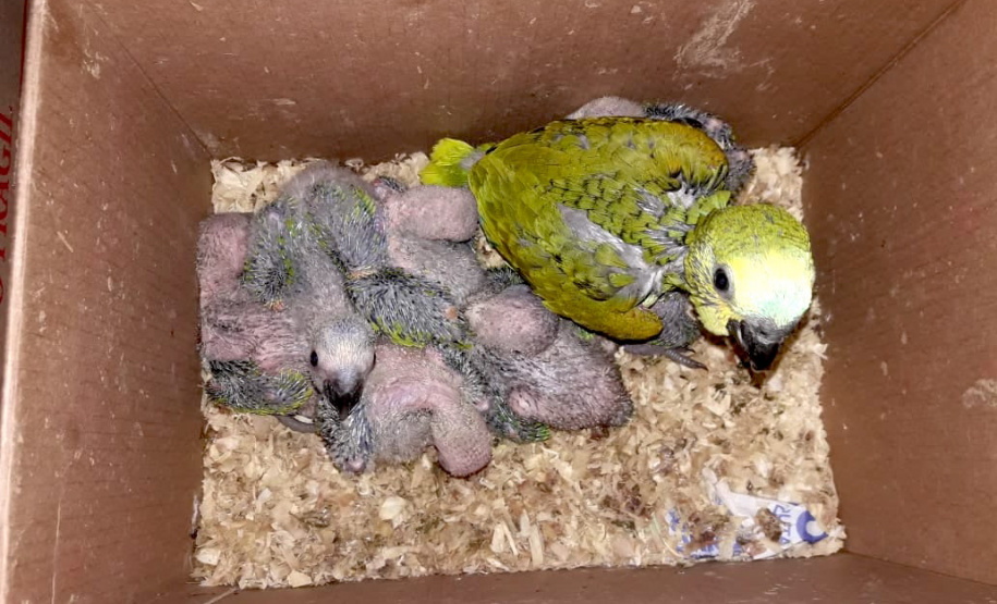 Sedest cria campanha em redes sociais para proteger a fauna silvestre  -  Curitiba, 24/09/2021  -  Foto: IAT