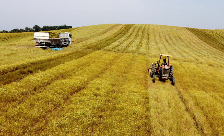 Camomila de Mandirituba gera renda milionária e garante fama nacional ao município. Foto: Ari Dias/AEN