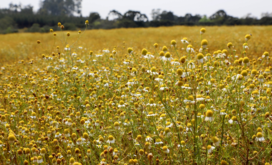 Camomila de Mandirituba gera renda milionária e garante fama nacional ao município. Foto: Ari Dias/AEN