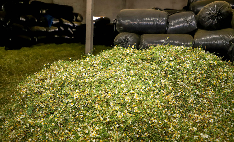 Camomila de Mandirituba gera renda milionária e garante fama nacional ao município. Foto: Ari Dias/AEN