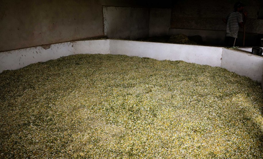 Camomila de Mandirituba gera renda milionária e garante fama nacional ao município. Foto: Ari Dias/AEN