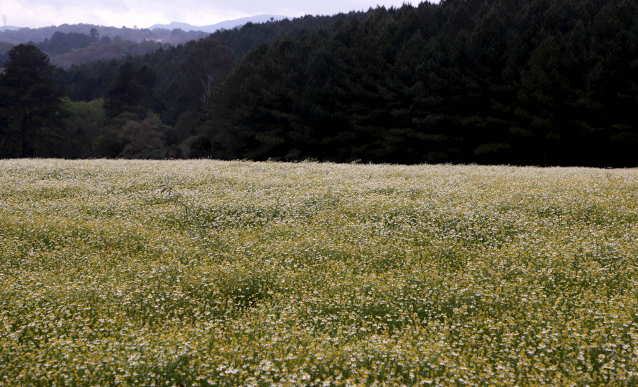 Camomila de Mandirituba gera renda milionária e garante fama nacional ao município. Foto: Ari Dias/AEN