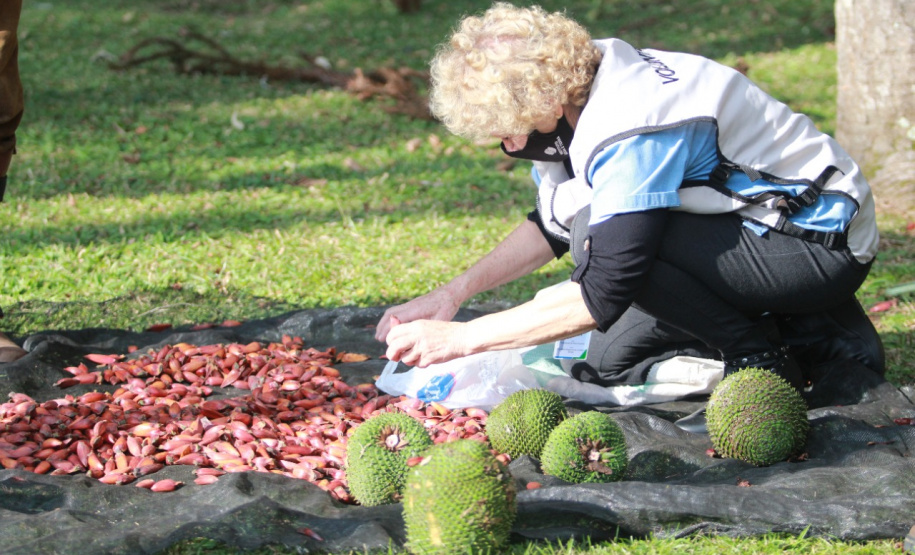 Paraná chega a 5 milhões de mudas distribuídas, equivalente a 3 mil campos de futebol. Foto: Alessandro Vieira/SEDEST