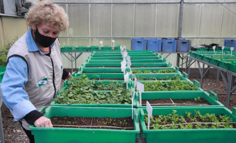 Paraná chega a 5 milhões de mudas distribuídas, equivalente a 3 mil campos de futebol. Foto: Alessandro Vieira/SEDEST