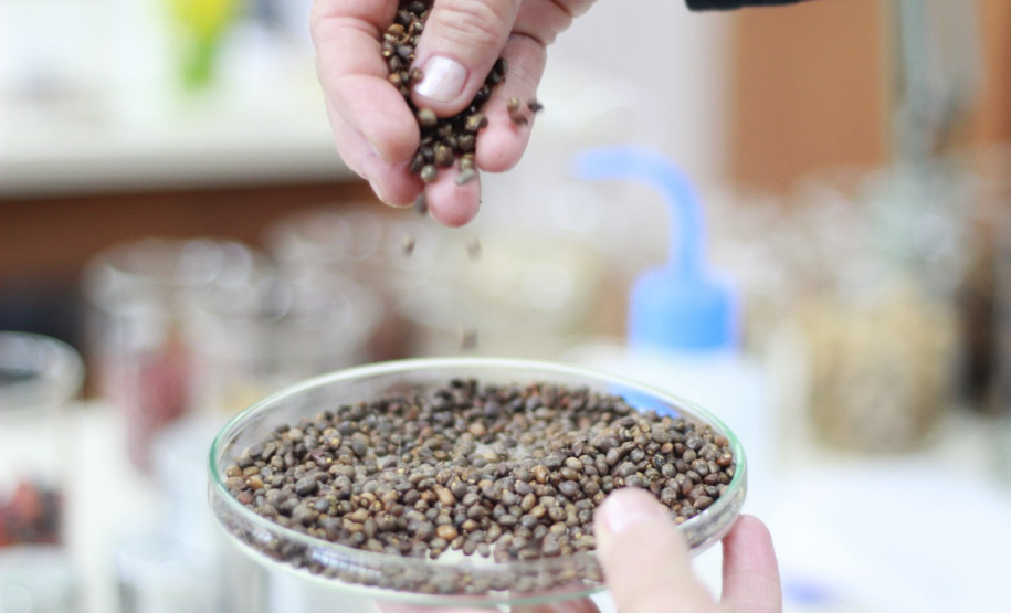 Paraná chega a 5 milhões de mudas distribuídas, equivalente a 3 mil campos de futebol. Foto: Alessandro Vieira/SEDEST