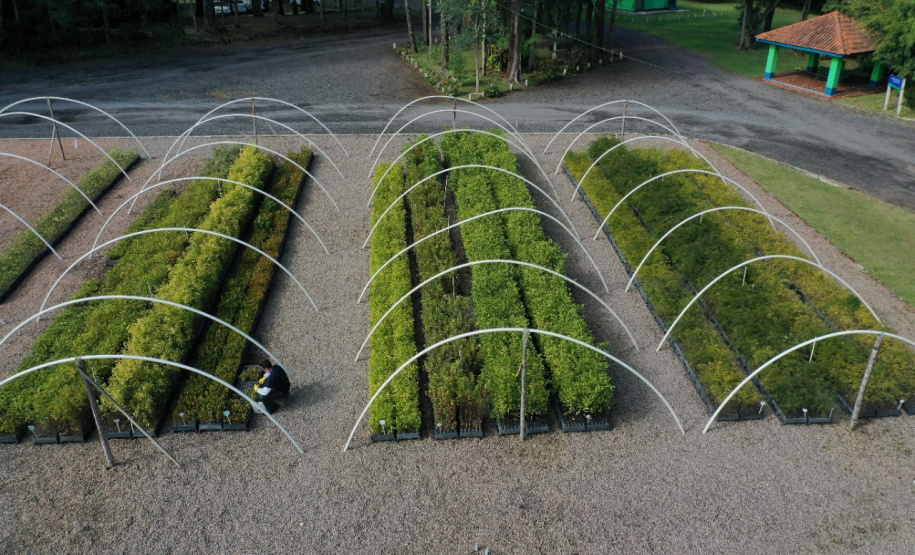 Paraná chega a 5 milhões de mudas distribuídas, equivalente a 3 mil campos de futebol. Foto: Alessandro Vieira/SEDEST