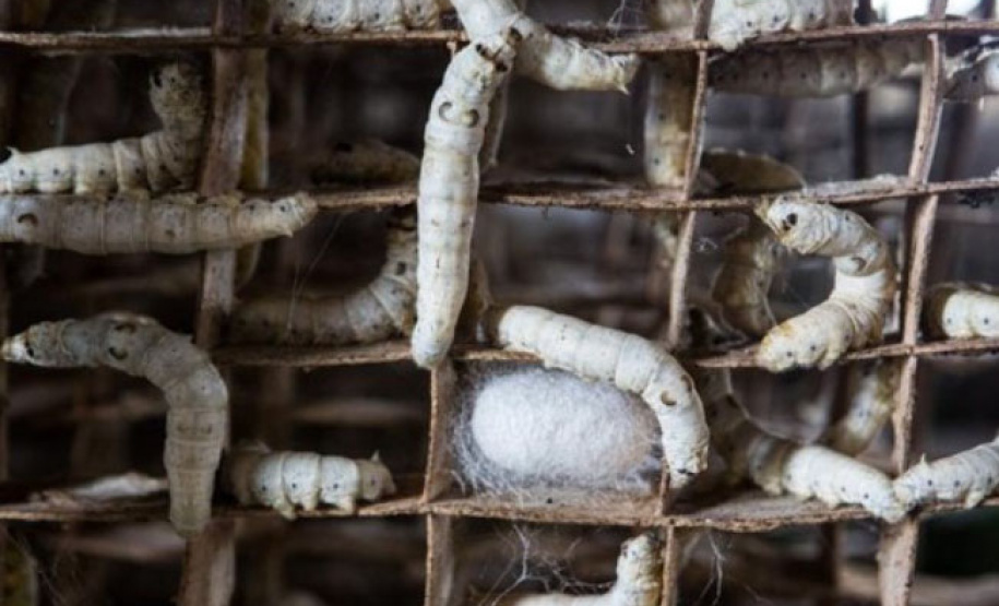 O município de Diamante do Sul é o segundo maior produtor de casulo de bicho-da-seda do Paraná. A tolerância da amoreira às intempéries e os bons preços do mercado, têm colaborado para garantir a rentabilidade da sericicultura. -  Curitiba, 29/09/2021  -  Foto: IDR