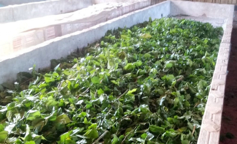 O município de Diamante do Sul é o segundo maior produtor de casulo de bicho-da-seda do Paraná. A tolerância da amoreira às intempéries e os bons preços do mercado, têm colaborado para garantir a rentabilidade da sericicultura. -  Curitiba, 29/09/2021  -  Foto: IDR