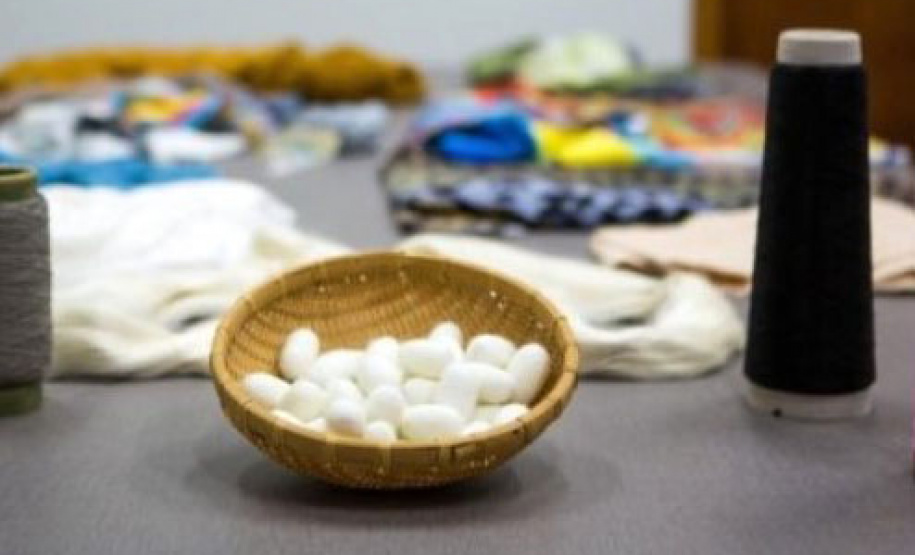 O município de Diamante do Sul é o segundo maior produtor de casulo de bicho-da-seda do Paraná. A tolerância da amoreira às intempéries e os bons preços do mercado, têm colaborado para garantir a rentabilidade da sericicultura. -  Curitiba, 29/09/2021  -  Foto: IDR