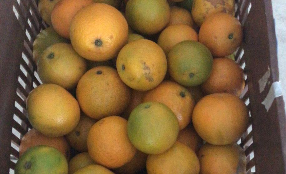 Nova cooperativa regional vai fortalecer agricultura familiar no Noroeste. Foto:Márcio José Serenini/SEAB