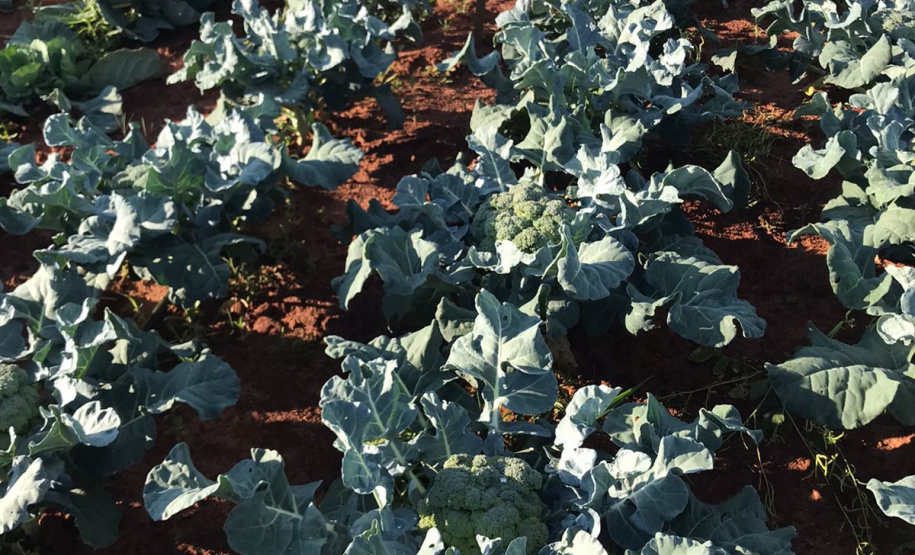 Nova cooperativa regional vai fortalecer agricultura familiar no Noroeste. Foto:Márcio José Serenini/SEAB