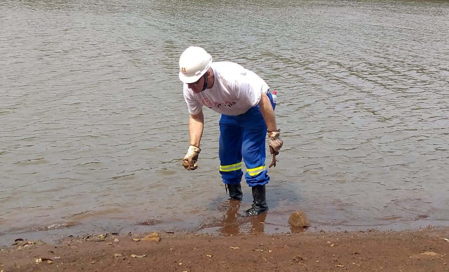 O mutirão ambiental realizado nesta quinta-feira (30) em Cascavel retirou cerca de 12 mil quilos de lixo e entulho nas áreas da bacia do Rio Cascavel, da região do Lago Municipal às margens da BR 277. A ação, promovida pela Sanepar, em parceria com a Copel, Secretaria Municipal de Meio Ambiente, ONG Amigos dos Rios, teve ajuda do Clube Regatas Cascavel, Rotary Clube Integração e voluntários da cidade.  -  Cascavel, 30/09/2021  -  Foto: Sanepar