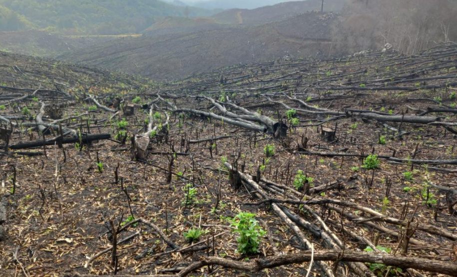 Operação Mata Atlântica em Pé aplicou R$ 15,6 milhões em multas por desmatamento ilegal . Foto: SESP
