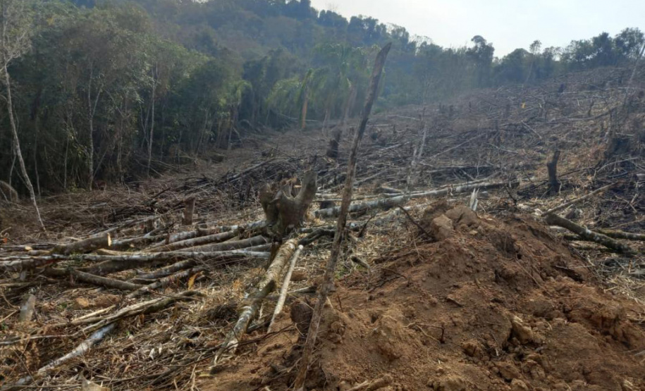 Operação Mata Atlântica em Pé aplicou R$ 15,6 milhões em multas por desmatamento ilegal . Foto: SESP