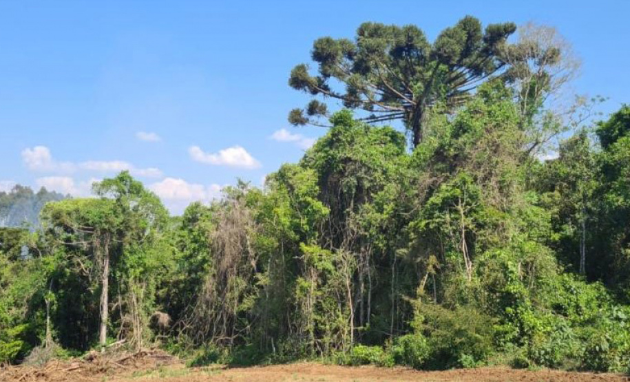 Operação Mata Atlântica em Pé aplicou R$ 15,6 milhões em multas por desmatamento ilegal . Foto: SESP