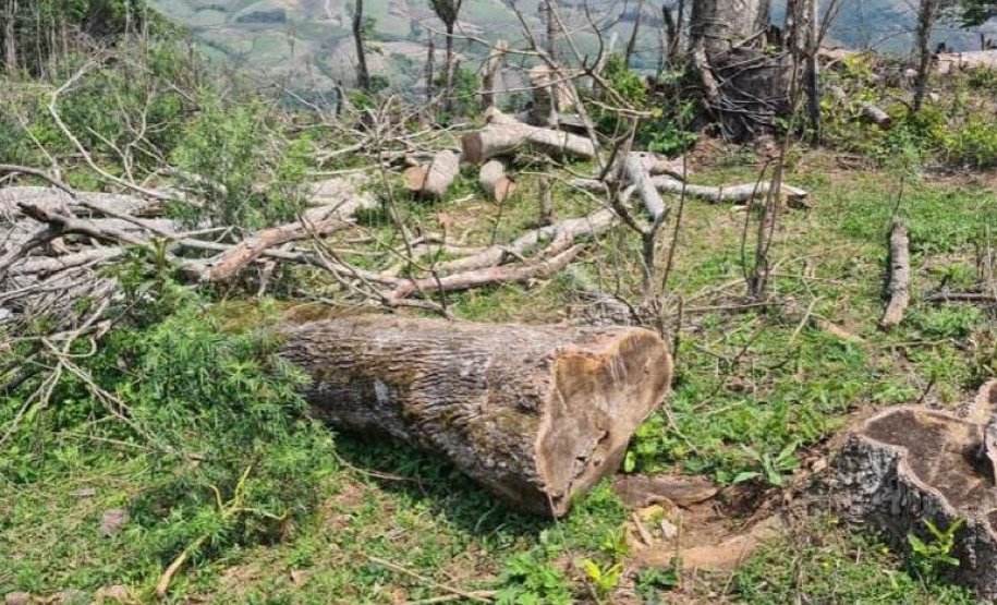 Operação Mata Atlântica em Pé aplicou R$ 15,6 milhões em multas por desmatamento ilegal . Foto: SESP