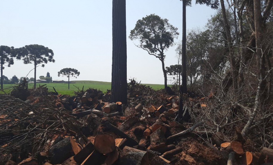 Operação Mata Atlântica em Pé aplicou R$ 15,6 milhões em multas por desmatamento ilegal . Foto: IAT