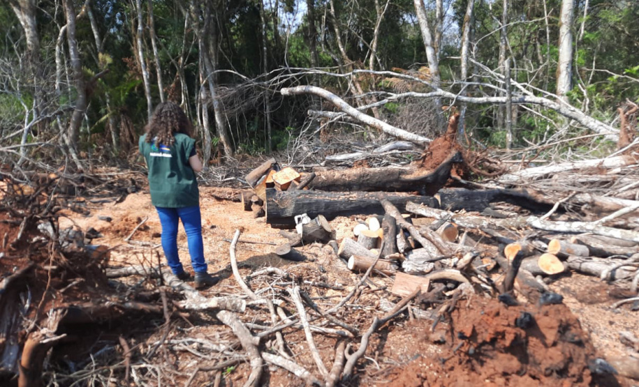 Operação Mata Atlântica em Pé aplicou R$ 15,6 milhões em multas por desmatamento ilegal . Foto: IAT