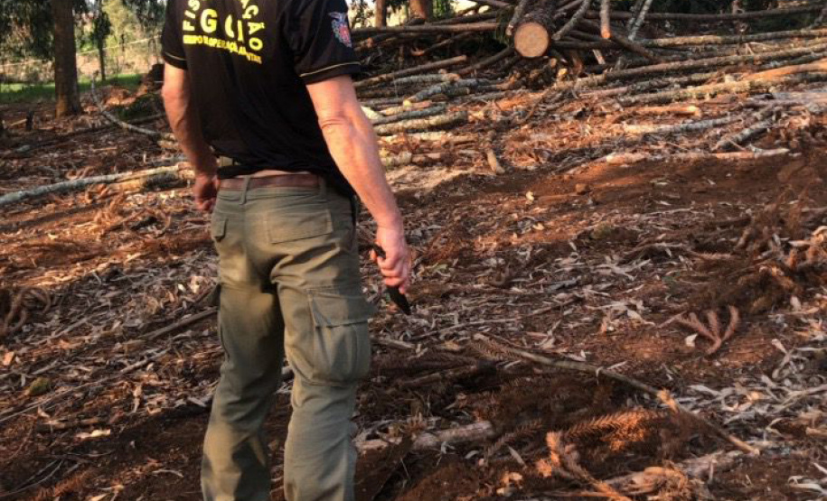 Operação Mata Atlântica em Pé aplicou R$ 15,6 milhões em multas por desmatamento ilegal . Foto: IAT