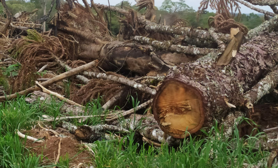 Operação Mata Atlântica em Pé aplicou R$ 15,6 milhões em multas por desmatamento ilegal . Foto: IAT