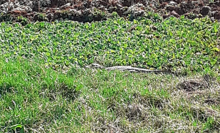 IAT trabalha na remoção de jacaré de caixa de contenção de água no Noroeste do Estado  -  Foto: IAT