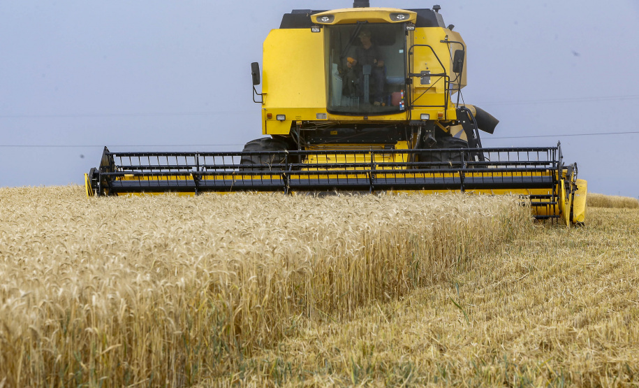 31.09.2021 - Plantação de trigo, região de Tibagi/Pr
Foto Gilson Abreu/AEN