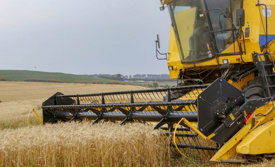 31.09.2021 - Plantação de trigo, região de Tibagi/Pr
Foto Gilson Abreu/AEN