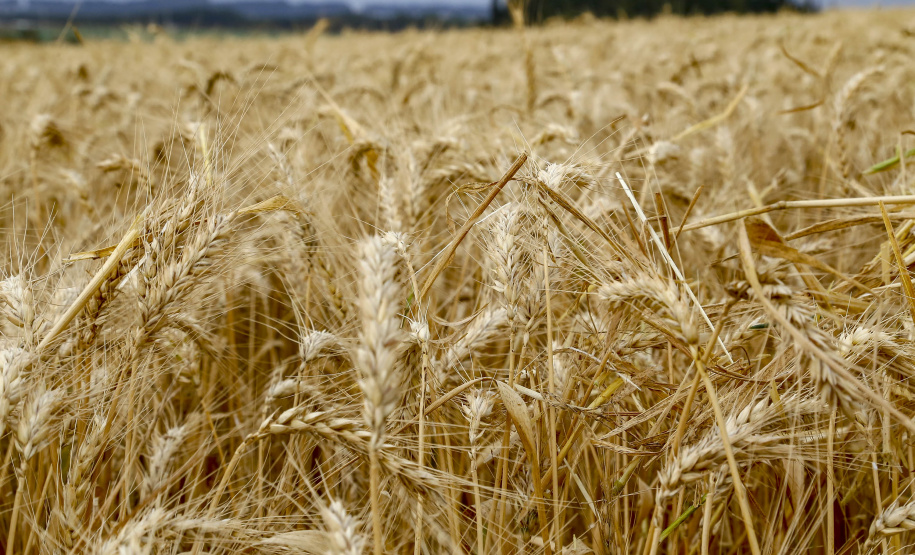 31.09.2021 - Plantação de trigo, região de Tibagi/Pr
Foto Gilson Abreu/AEN