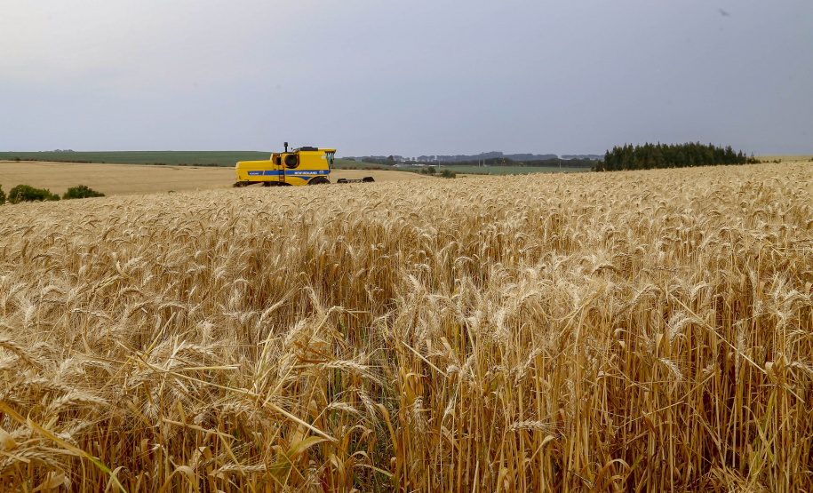 31.09.2021 - Plantação de trigo, região de Tibagi/Pr
Foto Gilson Abreu/AEN