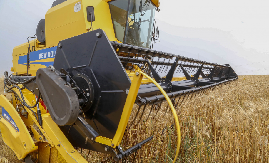 31.09.2021 - Plantação de trigo, região de Tibagi/Pr
Foto Gilson Abreu/AEN