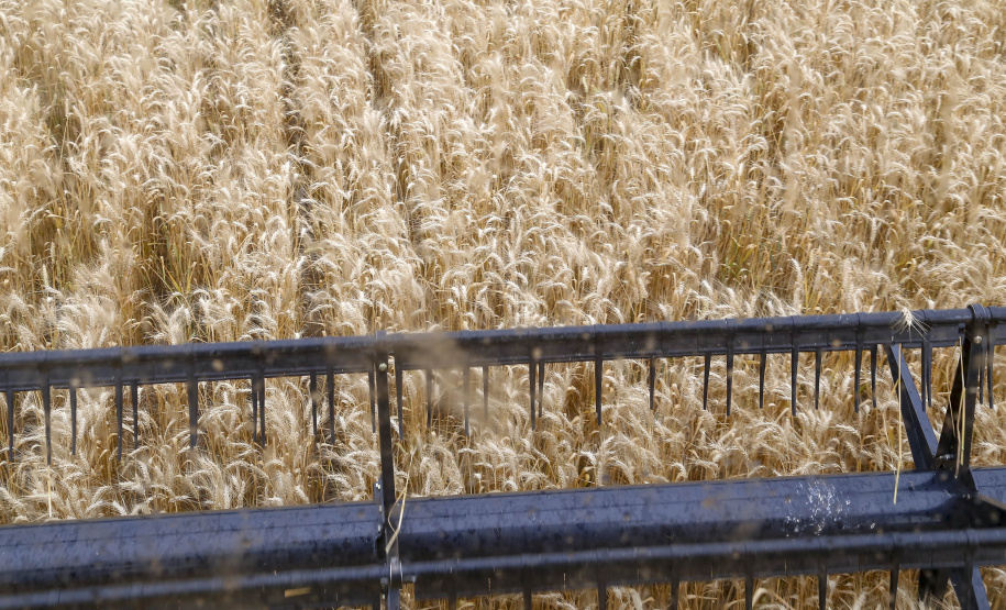 31.09.2021 - Plantação de trigo, região de Tibagi/Pr
Foto Gilson Abreu/AEN