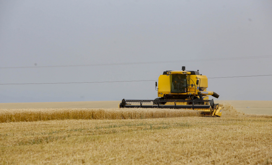 31.09.2021 - Plantação de trigo, região de Tibagi/Pr
Foto Gilson Abreu/AEN