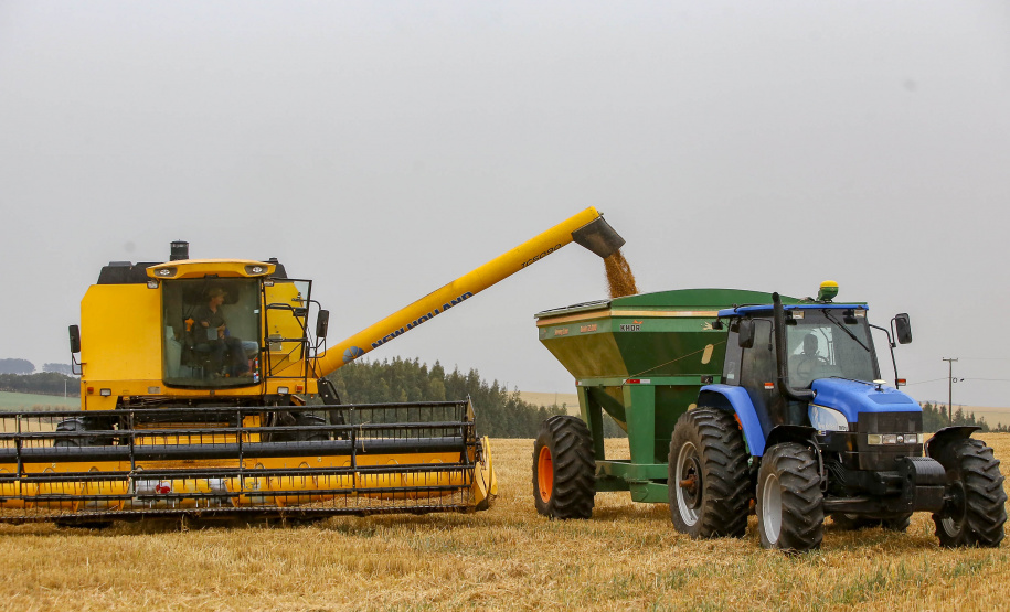 31.09.2021 - Plantação de trigo, região de Tibagi/Pr
Foto Gilson Abreu/AEN