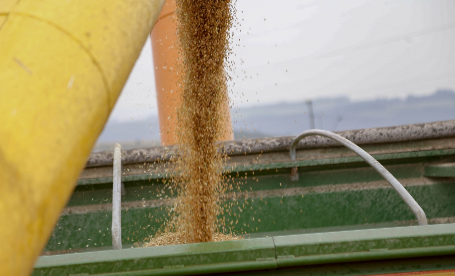31.09.2021 - Plantação de trigo, região de Tibagi/Pr
Foto Gilson Abreu/AEN