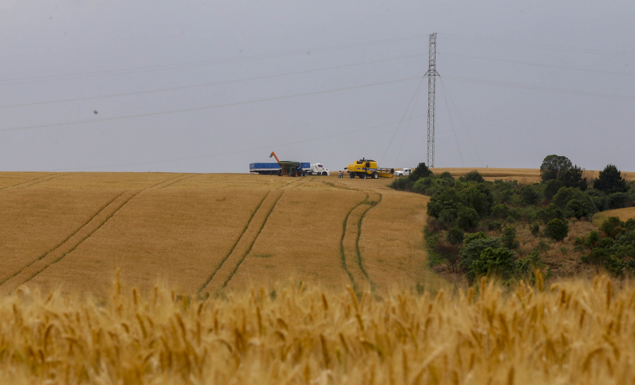 31.09.2021 - Plantação de trigo, região de Tibagi/Pr
Foto Gilson Abreu/AEN