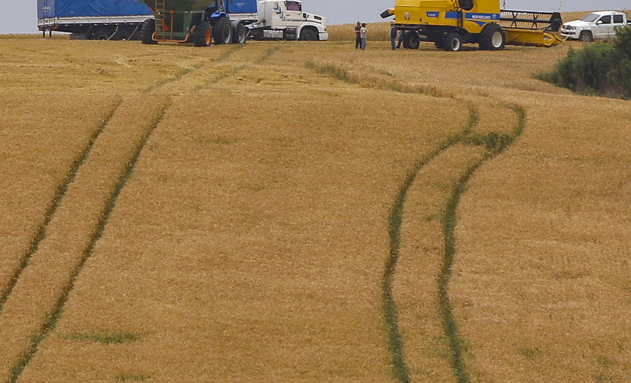 31.09.2021 - Plantação de trigo, região de Tibagi/Pr
Foto Gilson Abreu/AEN