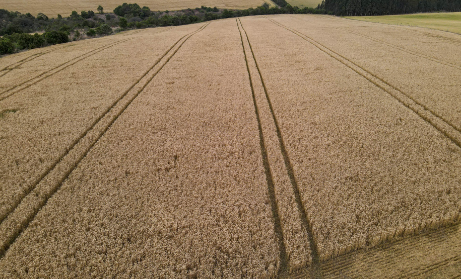 31.09.2021 - Plantação de trigo, região de Tibagi/Pr
Foto Gilson Abreu/AEN