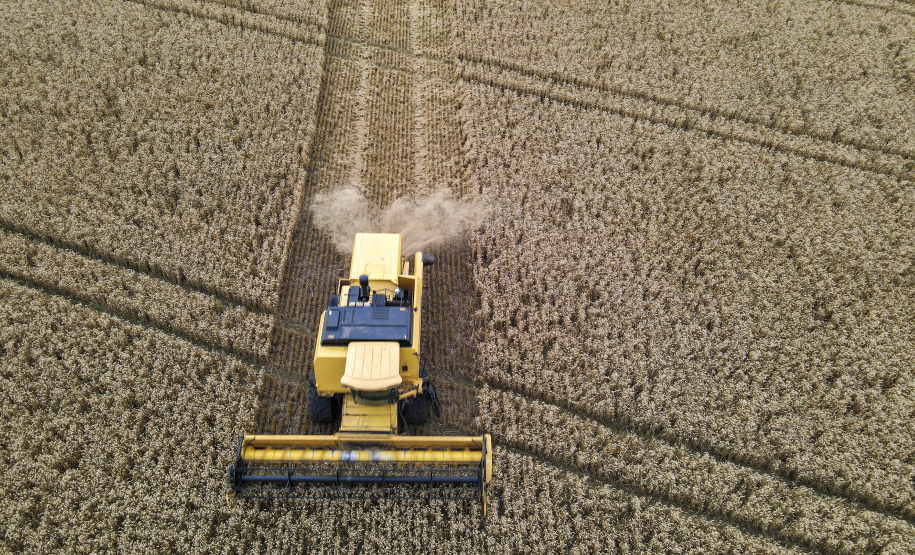 31.09.2021 - Plantação de trigo, região de Tibagi/Pr
Foto Gilson Abreu/AEN