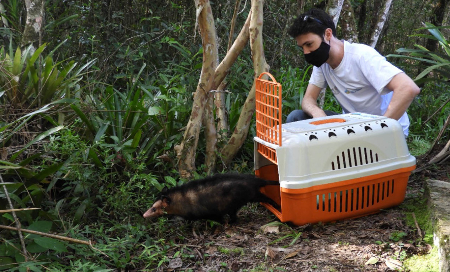 IAT alerta para época reprodutiva dos gambás - Alerta do órgão ambiental se deve ao grande número de ocorrências recebidas de animais vitimados por diversos motivos no mês de setembro. -  Curitiba, 04/10/2021  -  Foto: IAT