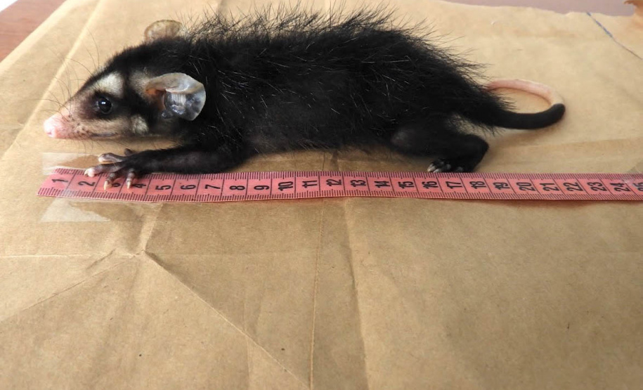 IAT alerta para época reprodutiva dos gambás - Alerta do órgão ambiental se deve ao grande número de ocorrências recebidas de animais vitimados por diversos motivos no mês de setembro. -  Curitiba, 04/10/2021  -  Foto: IAT