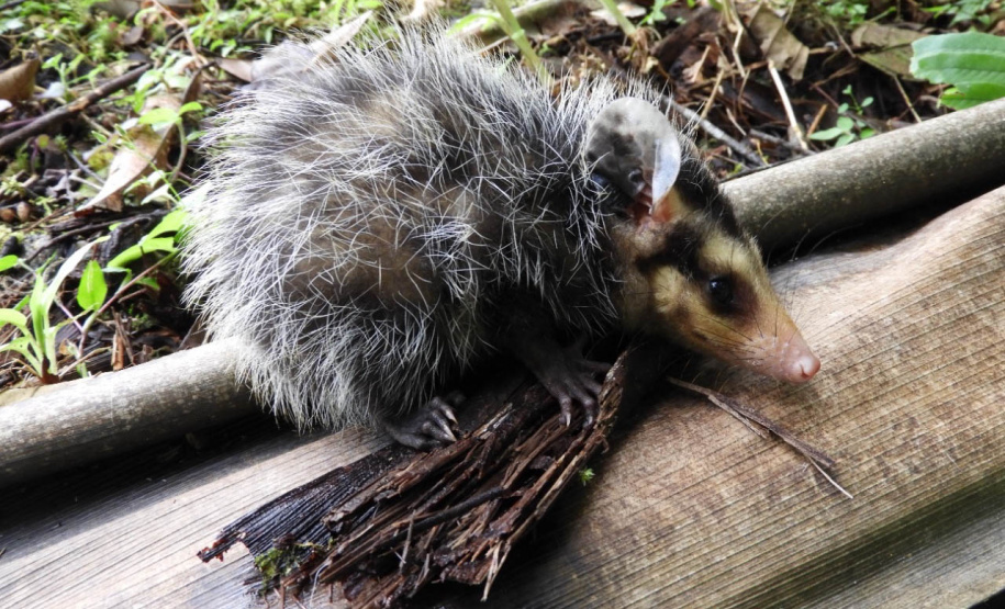 IAT alerta para época reprodutiva dos gambás - Alerta do órgão ambiental se deve ao grande número de ocorrências recebidas de animais vitimados por diversos motivos no mês de setembro. -  Curitiba, 04/10/2021  -  Foto: IAT