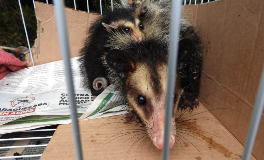 IAT alerta para época reprodutiva dos gambás - Alerta do órgão ambiental se deve ao grande número de ocorrências recebidas de animais vitimados por diversos motivos no mês de setembro. -  Curitiba, 04/10/2021  -  Foto: IAT