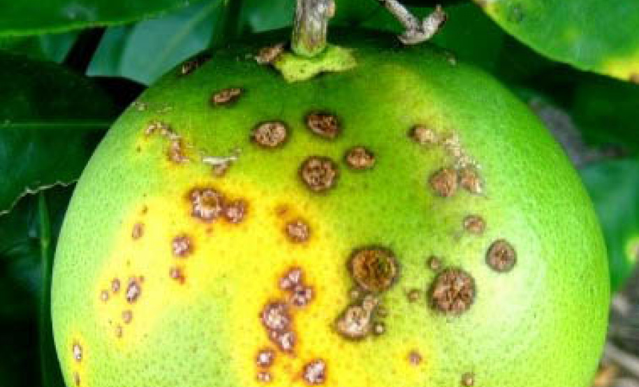 Quebra-vento e aplicações de cobre reduzem cancro cítrico em mais de 90% - Curitiba, 06/10/2021 - Foto: IDR-PARANÁ