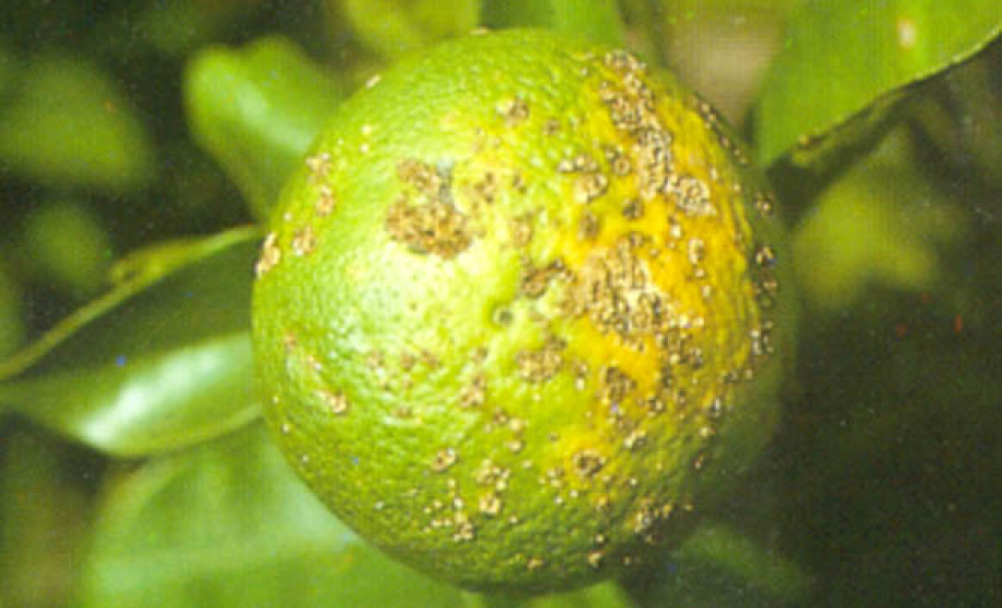 Quebra-vento e aplicações de cobre reduzem cancro cítrico em mais de 90% - Curitiba, 06/10/2021 - Foto: IDR-PARANÁ