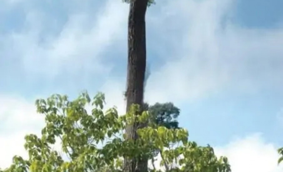 Ex-reitores participam de plantio da peroba em comemoração aos 50 anos da UEL  -  Londrina, 06/10/2021  -  Foto: UEL