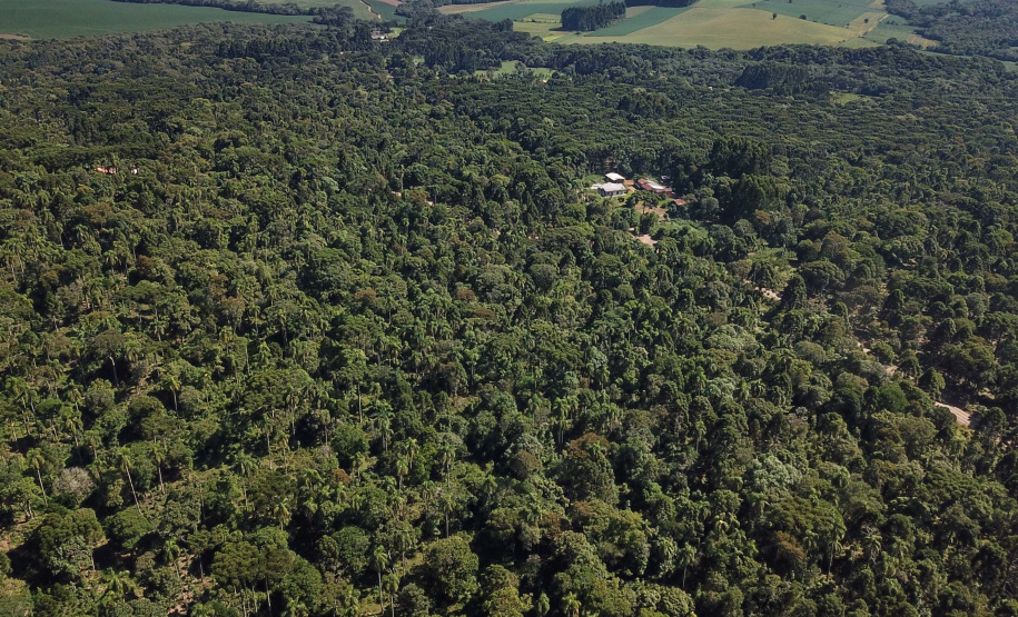 Paraná é o segundo maior produtor florestal do País, segundo IBGE
. Na foto, erva-mate em São Mateus do Sul. Foto: José Fernando Ogura/AEN