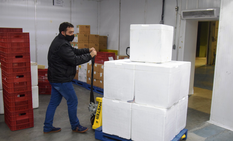 Paraná recebe 124.020 vacinas contra a Covid-19 nesta quinta Foto: Américo Antonio/SESA